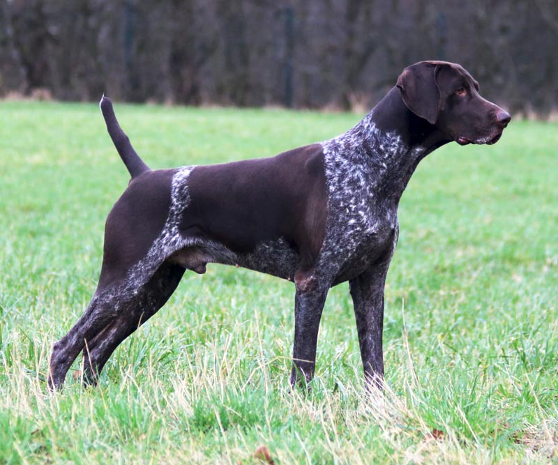 Dougal von der Kropstädter Heide